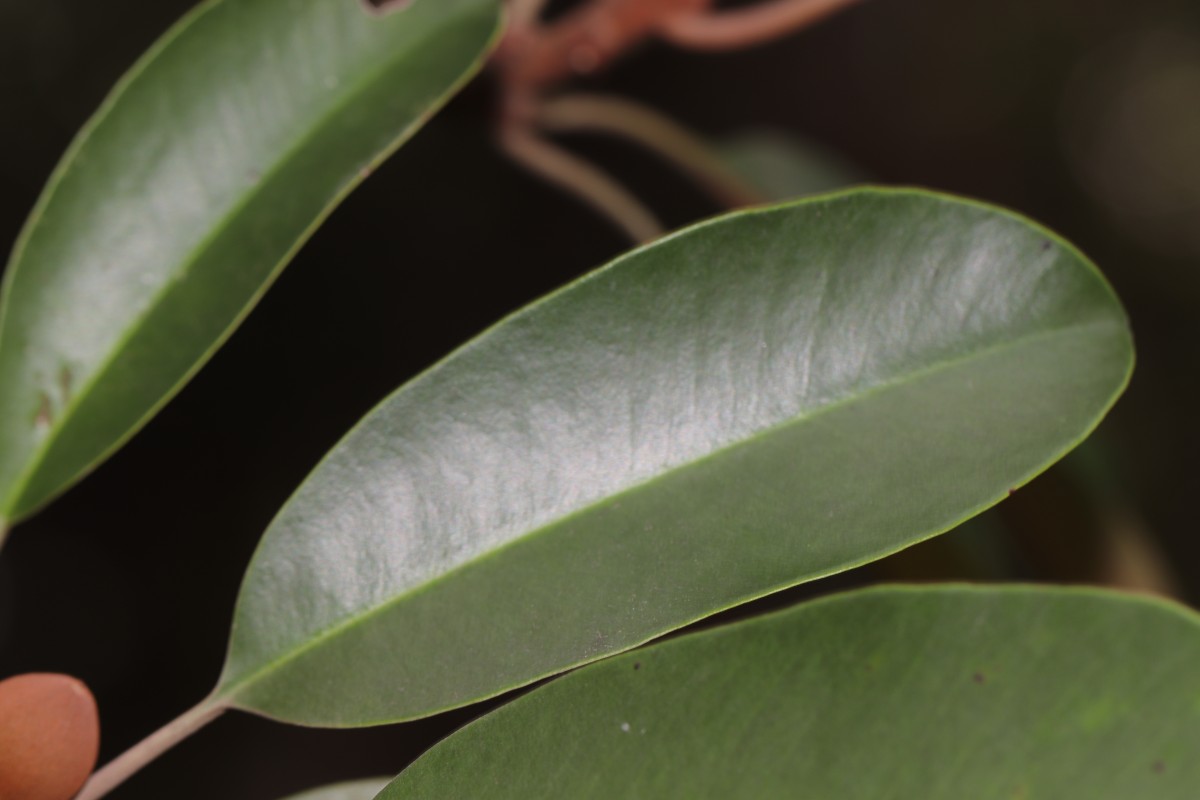Palaquium gutta (Hook.) Baill.